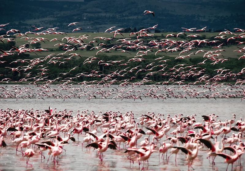 Flamingos and rhinos at Lake Nakuru National Park Kenya